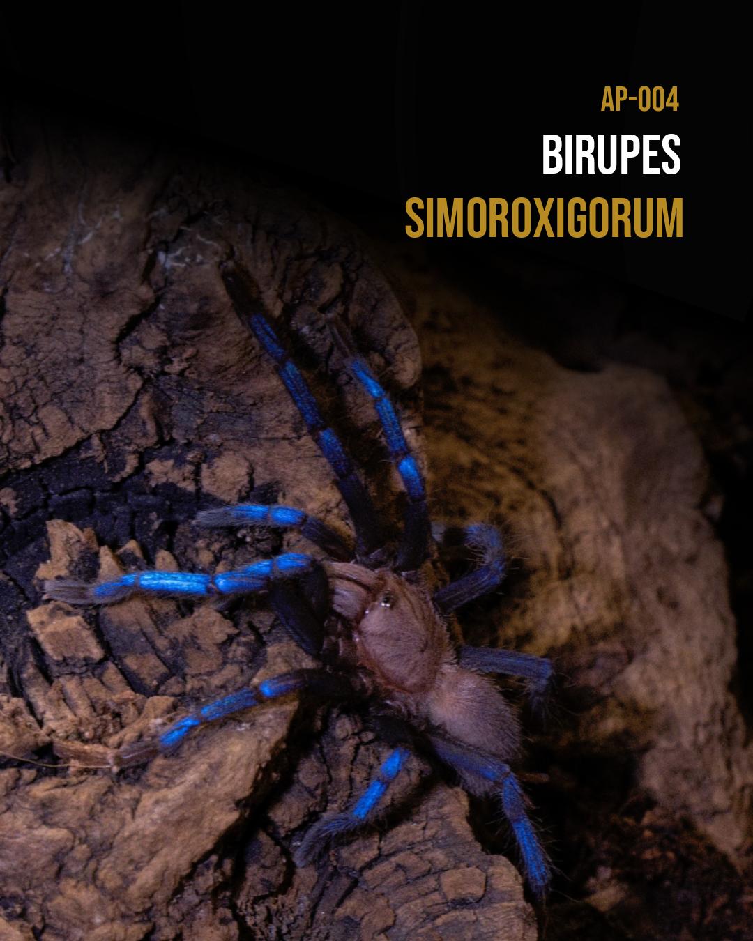 Birupes simoroxigorum